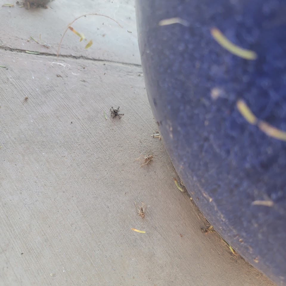 Rainbow Pest Control project